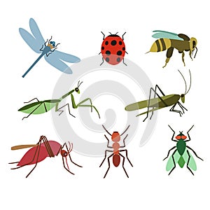 Set of vector insects