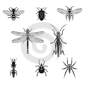 Set of vector insects volume 3