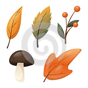 Set of vector isolated autumn elements. Fallen dry orange leaves of trees, a forest mushroom and a twig with berries