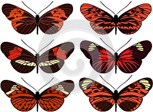 Set of vector isolated butterfly