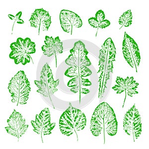 Set of vector Leaf imprints. Collection of green leaves imprints