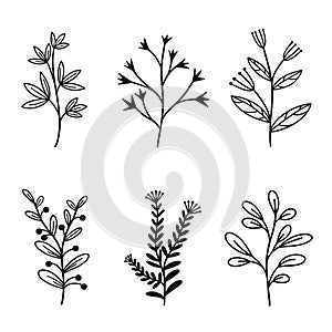 Set of vector natural elements branches with leaves and wild herbs. Hand drawn plants in doodle style. Botanical elements with