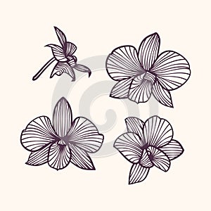 Set of vector orchids