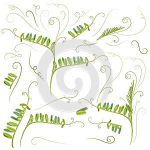 Set of vector plant leaves in green color, mouse peas