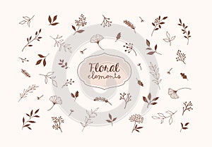 Set of vector plants and herbs. Hand drawn floral elements