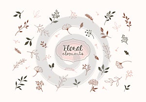 Set of vector plants and herbs. Hand drawn floral elements