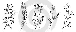 Set of vector plants and herbs. Hand drawn floral elements. Silhouettes of natural elements for seasonal backgrounds. Doodle style