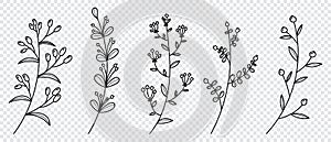 Set of vector plants and herbs. Hand drawn floral elements. Silhouettes of natural elements for seasonal backgrounds. Doodle style