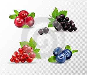 Set of vector realistic berries isolated on transparent background. Raspberry, blueberry, currant, cowberry. Forest