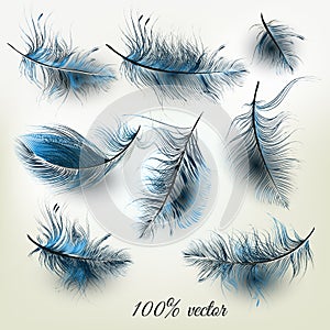 Set of vector realistic blue feathers