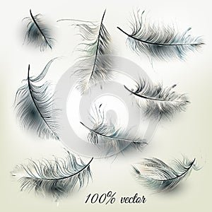 Set of vector realistic feathers