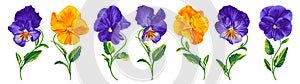 Set of vector realistic flowers Pansies, Viola.