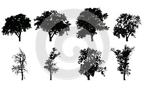 Set of vector realistic silhouettes of deciduous trees