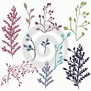 Set of vector rustic plants for design