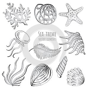 Set of vector seashells, starfish and jellyfish on white background for design. Vector illustration.