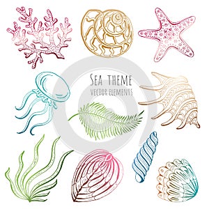 Set of vector seashells, starfish and jellyfish on white background for design. Vector illustration.
