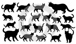 Set vector silhouette of the cat, different poses, black color, isolated on white background