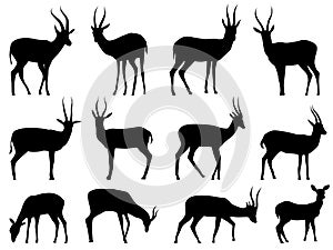 Set vector silhouettes of antelopes.