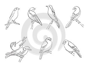 Set of vector silhouettes of birds