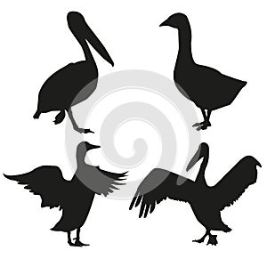 Set of vector silhouettes of birds