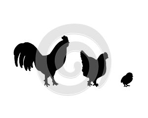 Set of vector silhouettes of chickens - hens, roosters and baby chicks