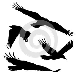 Set of vector silhouettes of flying birds