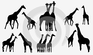 Set of vector silhouettes of giraffes. Set vector silhouettes of African giraffes. eps 10