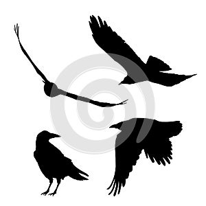 Set of vector silhouettes of ravens and crows