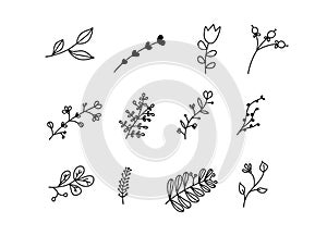 Set of vector sketches and line doodles logo. Hand drawn design elements isolated flowers, leaves, herbs for decoration