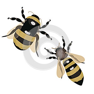 Set of vector stylized bees. Collection of logos with a honey bee. Icons with insects.