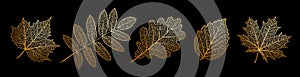 Set of vector texture leaves. Silhouette of plants. Gold natural elements for seasonal backgrounds, templates, wallpaper, cards