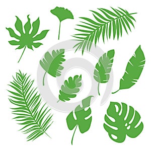 Set of vector tropical green leaves, herbal element, simple collection of botanical vector flat plant illustration