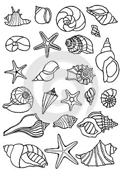 Set of vector vintage seashells.
