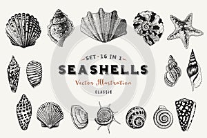 Set of vector vintage seashells. Nine black illustrations of shells. photo