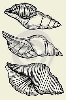 Set of vector vintage seashells