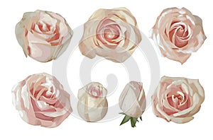 Set of vector watercolor tea roses isolated on white background. For the design of wedding invitations, greeting cards, flyers,