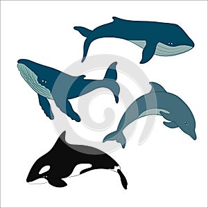 Set of vector whales and dolphins. Vector illustration of marine mammals, such as blue whale, humpback whale, dolphin and killer