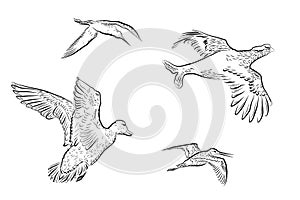 Set of vector wildfowl