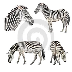 Set of vector zebras