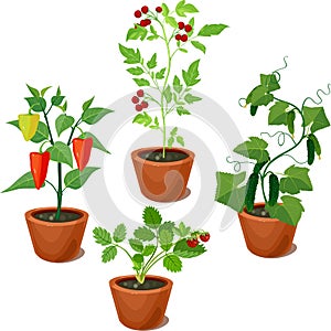 Set of vegetable crops in flowerpots