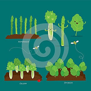 Set of Vegetable garden. Organic and healthy food Cartoon Vector illustration.