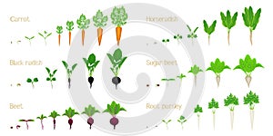 Set of vegetable growth life cycles on a white background.