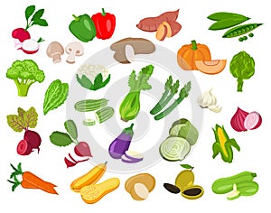 Set of vegetable illustration.Vegetable icons