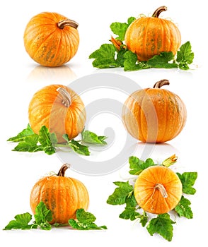 Impostato verdura zucca foglie verdi 