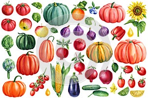 Set of vegetables with apples, corn, pumpkin, tomato, artichoke and pumpkin watercolor botanical illustration.