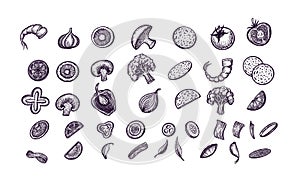 Set of vegetables. Hand drawn vector illustration, for cafe, menu, kitchen. Vegetarian food