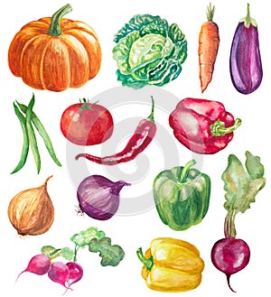 Set of vegetables isolated. watercolor hand drawn illustration