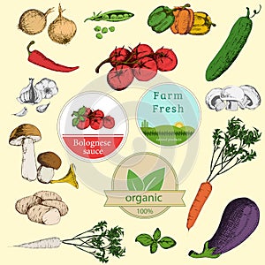 Set of vegetables and labels