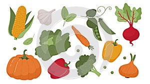 Set of vegetables vector