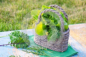 a set of vegetables in a wicker picnic basket (lettuce, dill, cucumber, arugula and chard